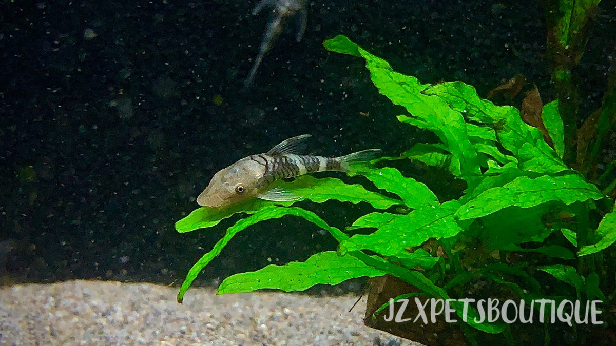 Livestocks — jzxonline