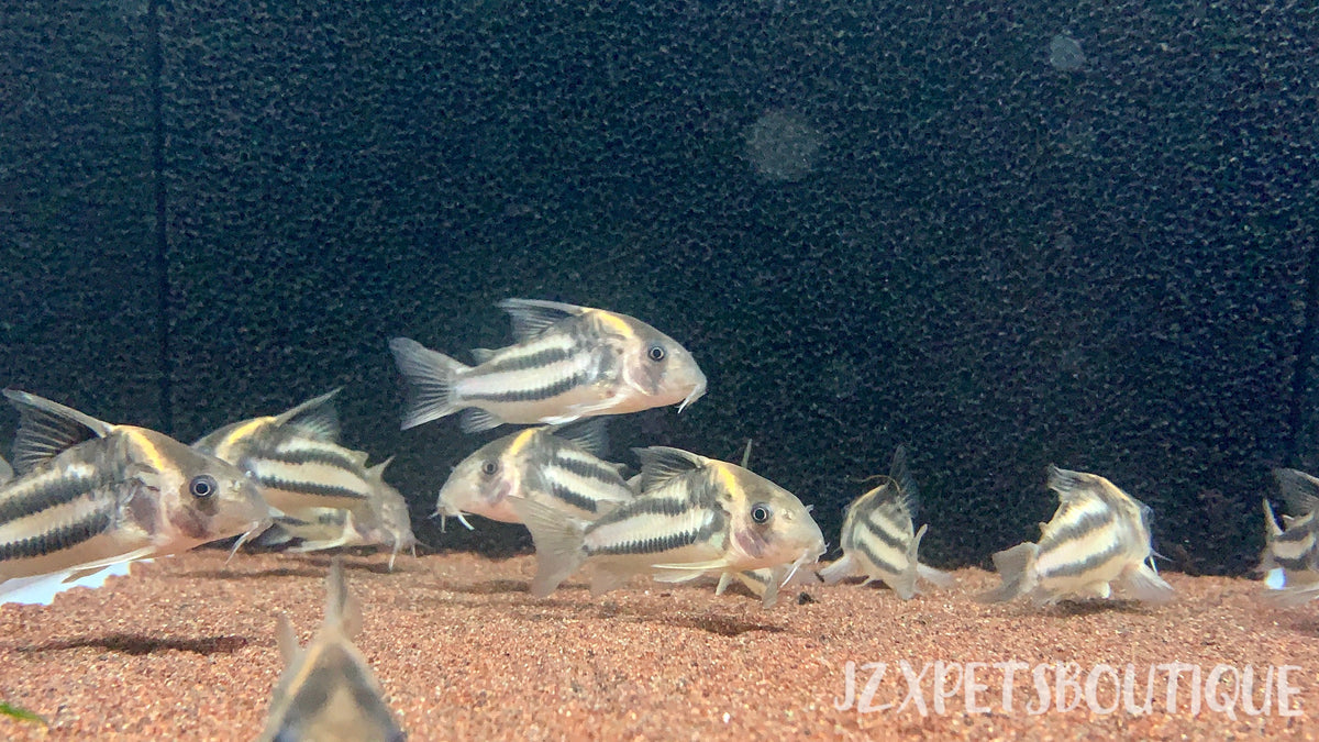 Corydoras — jzxonline