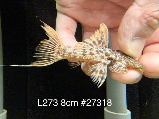 * Pleco * L273 Titanic Pleco 8cm #27318 (Actual piece)