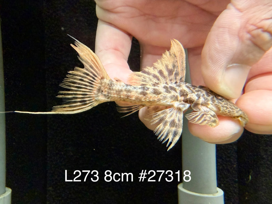 * Pleco * L273 Titanic Pleco 8cm #27318 (Actual piece)