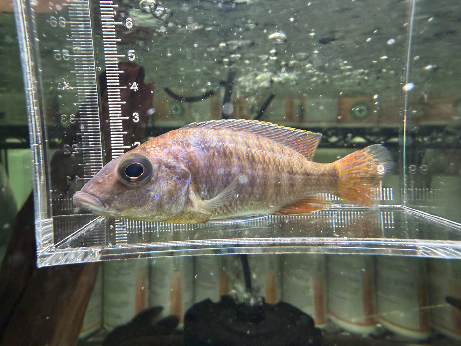 * Cichlid * Mylochromis sp. Mchuse