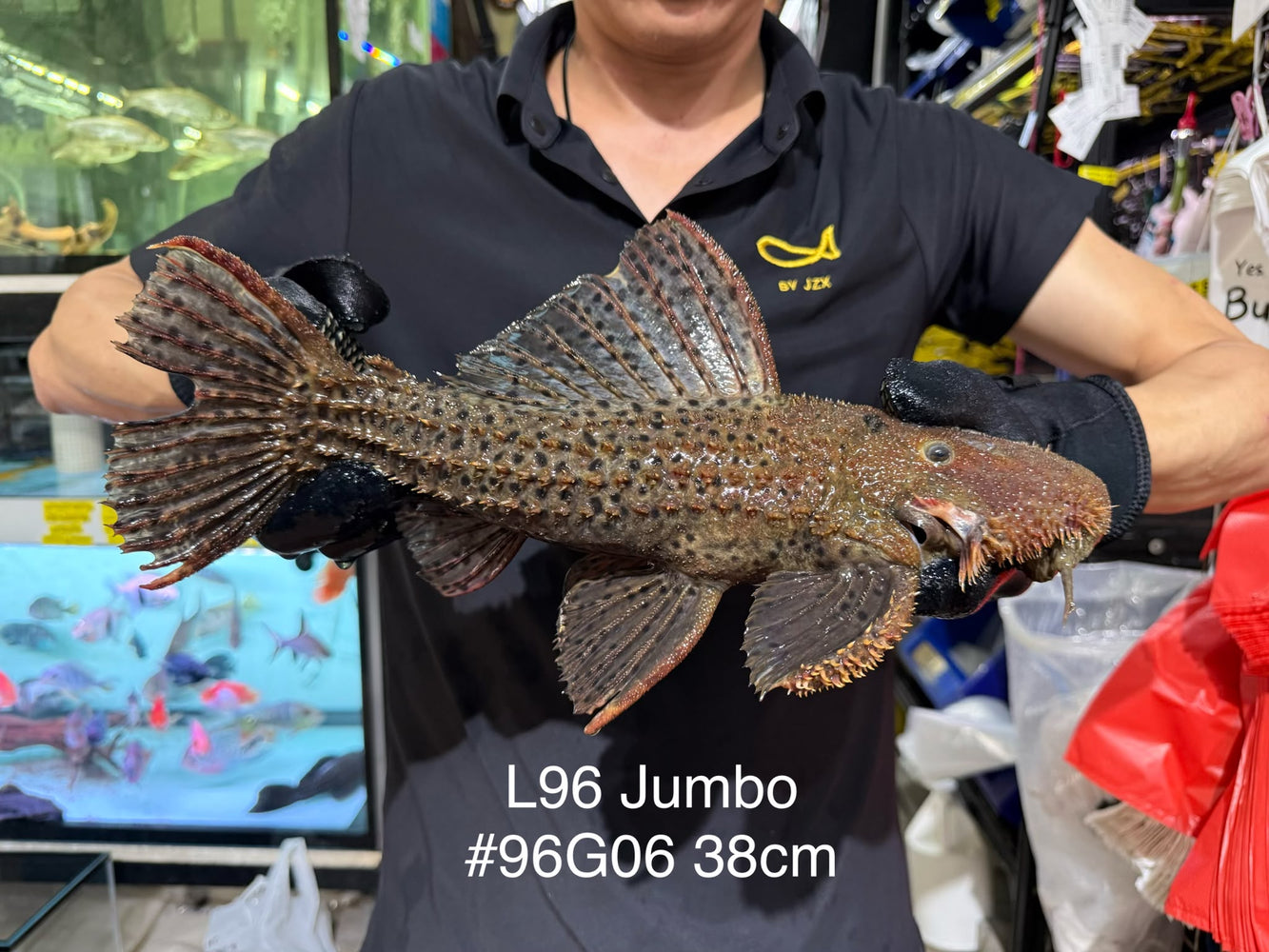 * Pleco *  Pseudacanthicus spinosus GIANT (L96 pleco) 38cm #96G06 (Actual piece)