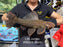 * Pleco *  Pseudacanthicus spinosus GIANT (L96 pleco) 38cm #96G06 (Actual piece)