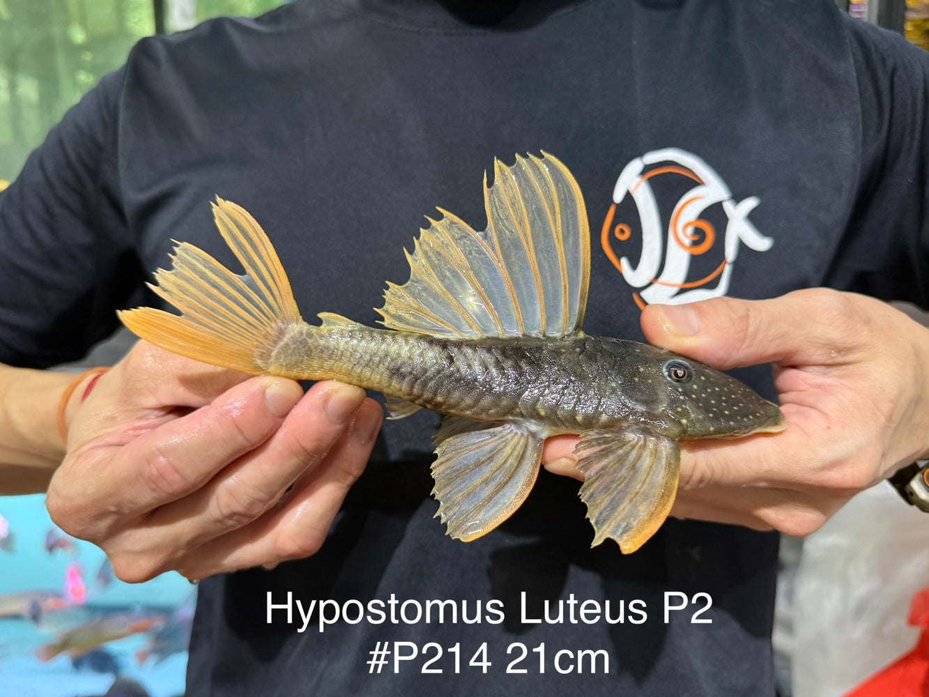 * Pleco *  Hypostomus Luteus phase 2 21cm #P214 (Actual Piece)