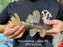 * Pleco *  Hypostomus Luteus phase 2 21cm #P214 (Actual Piece)