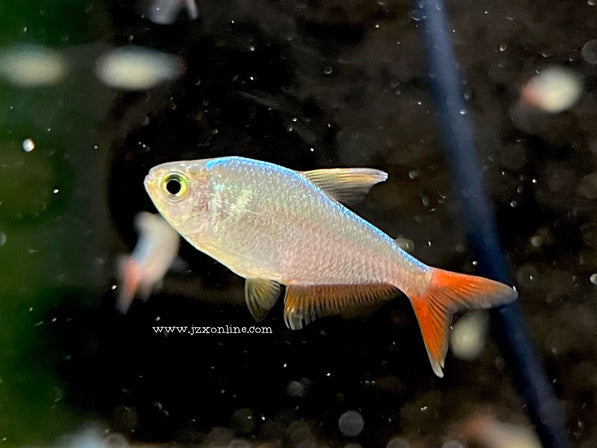 *Tetra* Hyphessbrycon Columbianus “Columbian Tetra” (10 pieces)