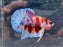 * Betta * Multicolour HMPK (Actual Fish) #PK01
