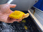 * Other Species * Albino Red Ear Slider (RES) Terrapin