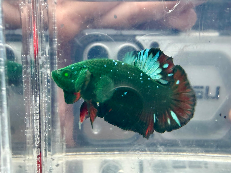 * Betta * HMPK (Actual Fish) #08