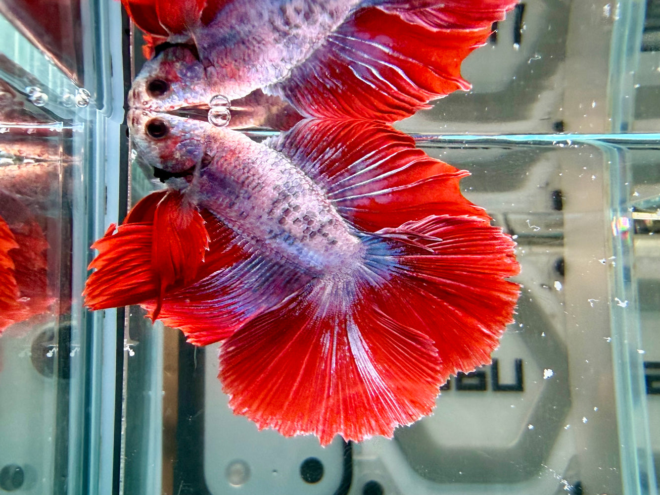 * Betta * DTHM Doubletail Halfmoon (Actual Fish) #60