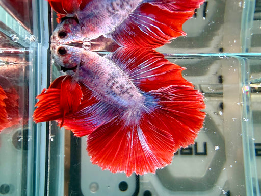 * Betta * DTHM Doubletail Halfmoon (Actual Fish) #60