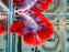 * Betta * DTHM Doubletail Halfmoon (Actual Fish) #60