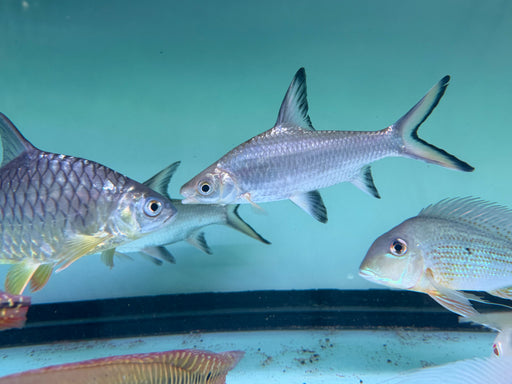 * Other Species * Balantiocheilos Melanopterus (Bala Shark) 23-26cm
