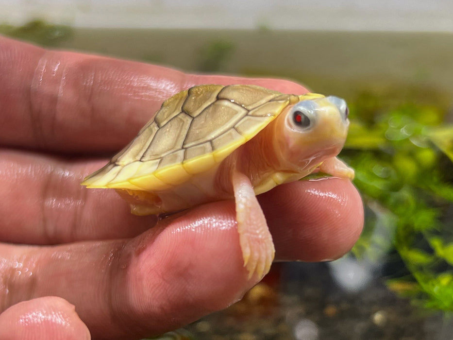* Other Species * Caramel Red Ear Slider (RES) Terrapin