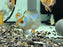 * Cichlids * Balloon Ram Electric Blue