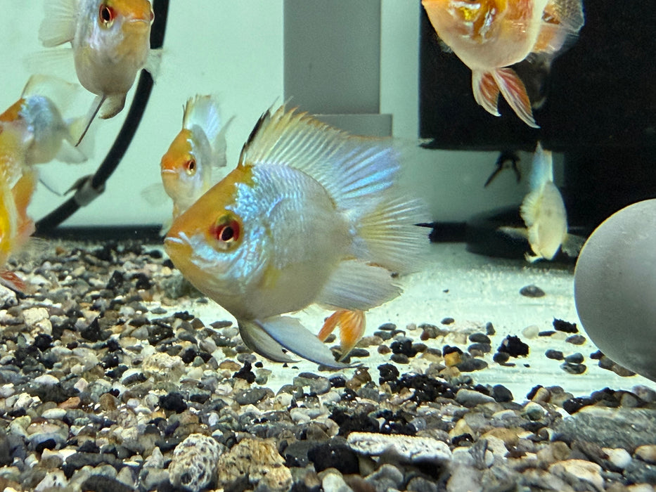 * Cichlids * Balloon Ram Electric Blue