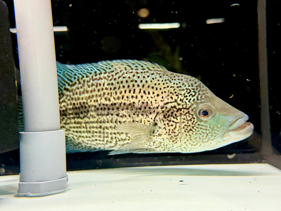 * Cichlids * Parachromis Dovii PAIR