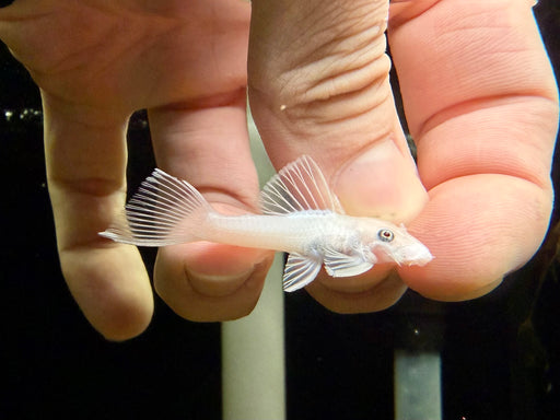 * Pleco * L144 Snow White 5cm