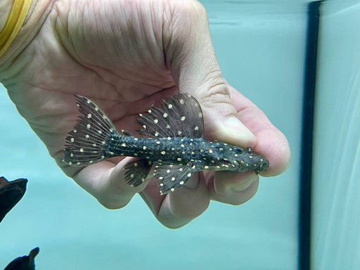 * Pleco * L97 “Alenquer” 6-8cm