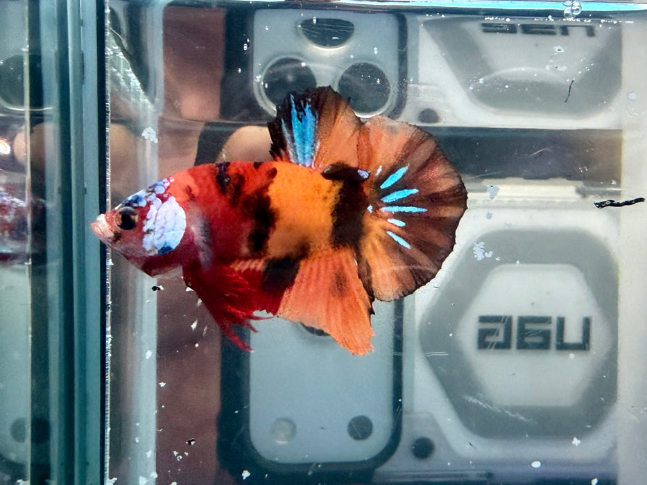 * Betta * HMPK (Actual Fish) #80