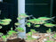 * Tetra/Barb  * Moenkhausia Costae “Luminous Green” (Luminous Green Costae Tetra)
