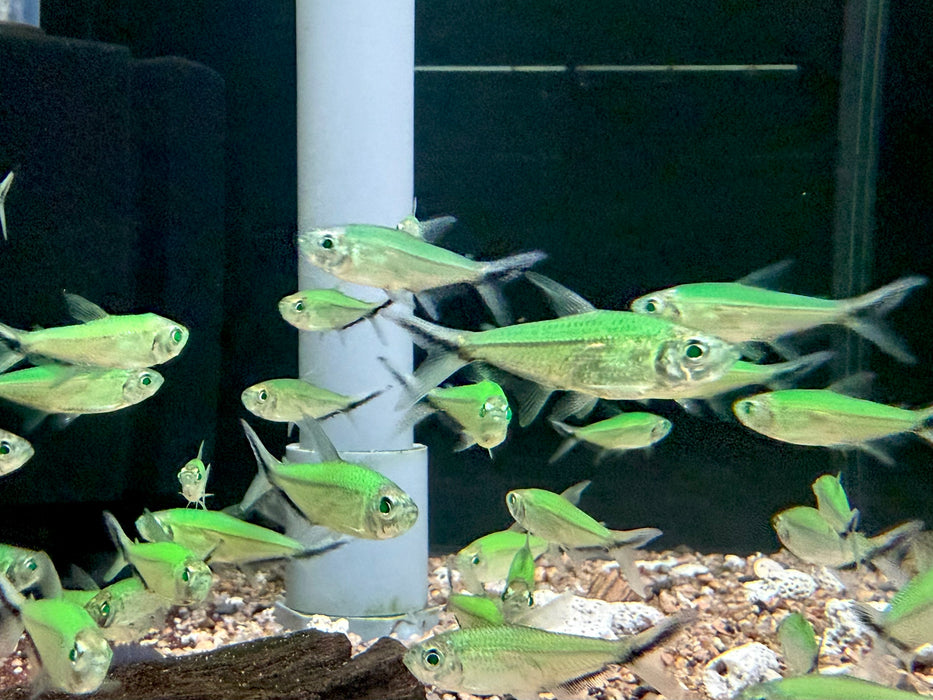 * Tetra/Barb  * Moenkhausia Costae “Luminous Green” (Luminous Green Costae Tetra)