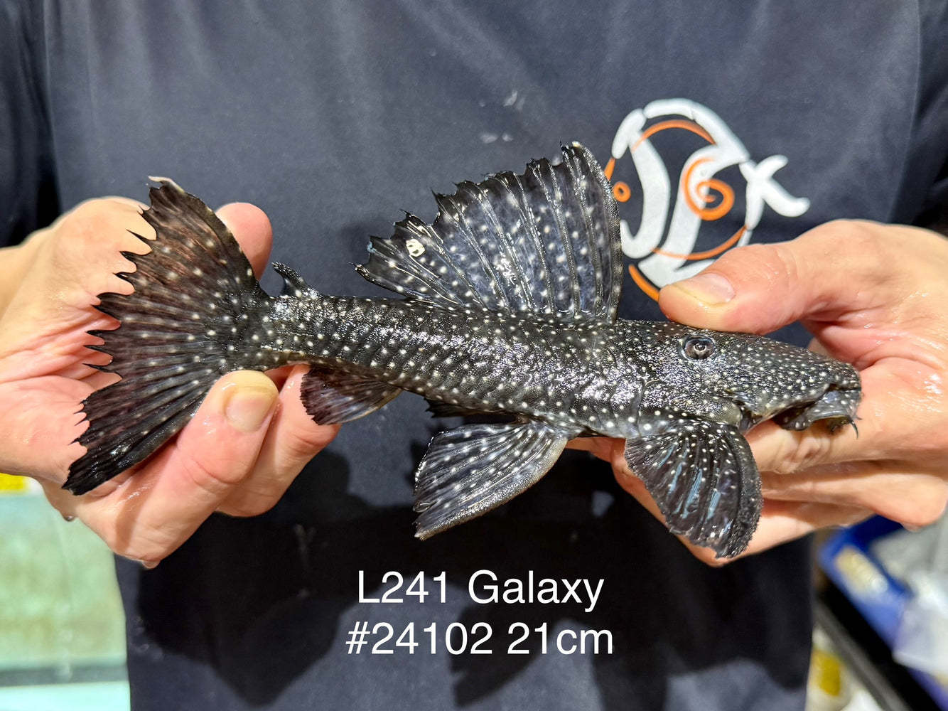 * Pleco *  Leporacanthicus sp. (L241 Galaxy) 21cm #24102 (Actual piece)