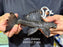 * Pleco *  Leporacanthicus sp. (L241 Galaxy) 21cm #24102 (Actual piece)