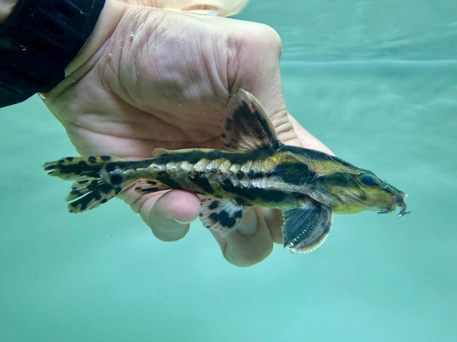 * Catfish * Megalodoras Uranoscopus “Tocantins” (Irwini Catfish) 10-13cm