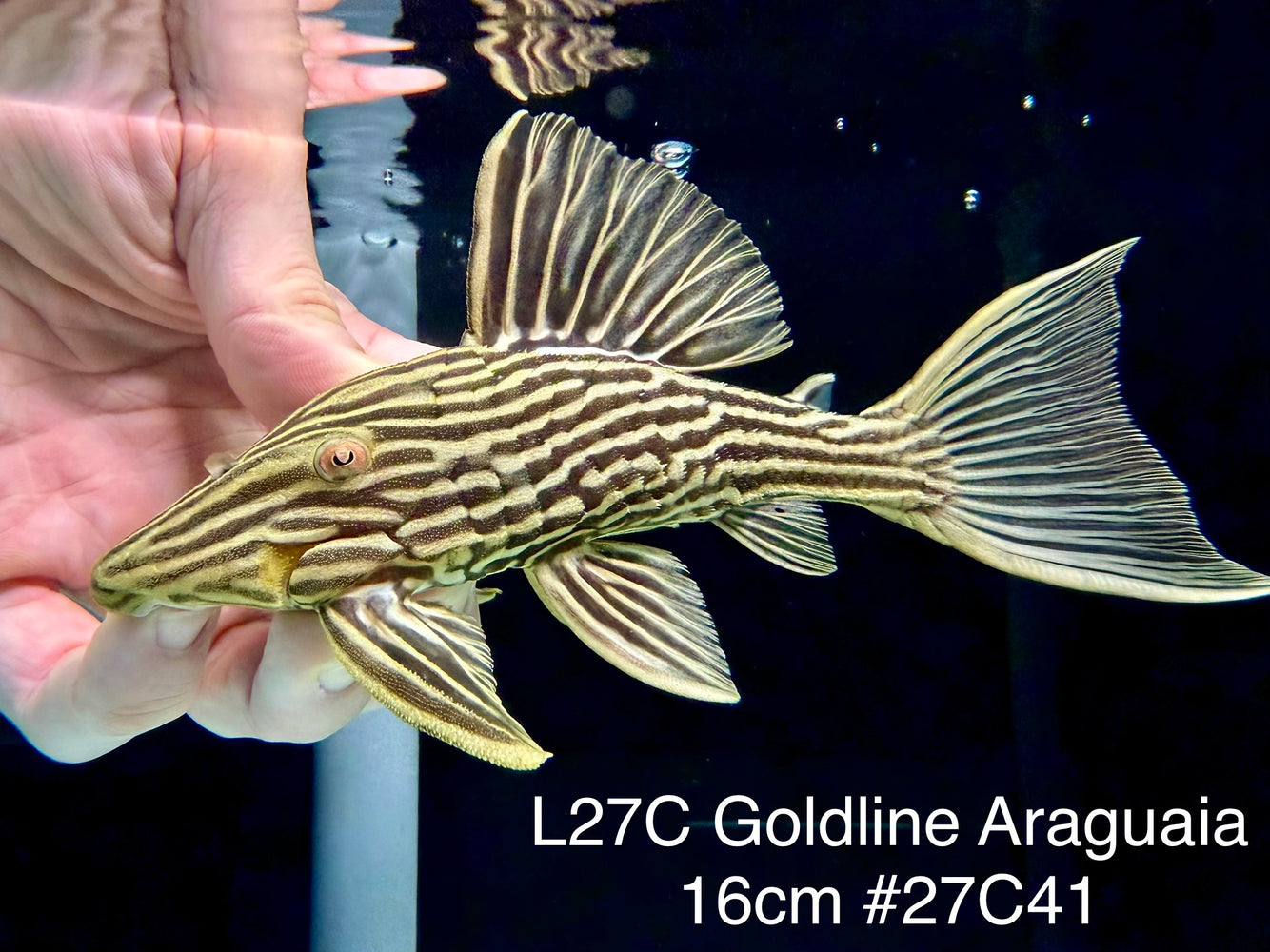 * Pleco *  Panaque armbrusteri (L27C Araguaia GOLDLINE) 16cm #27c41 (Actual piece)