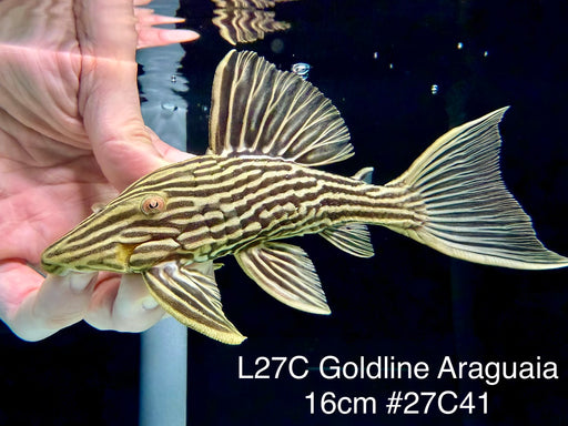 * Pleco *  Panaque armbrusteri (L27C Araguaia GOLDLINE) 16cm #27c41 (Actual piece)