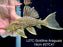 * Pleco *  Panaque armbrusteri (L27C Araguaia GOLDLINE) 16cm #27c41 (Actual piece)