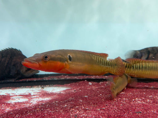 * Cichlids * Crenicichla Zebrina 30-35cm