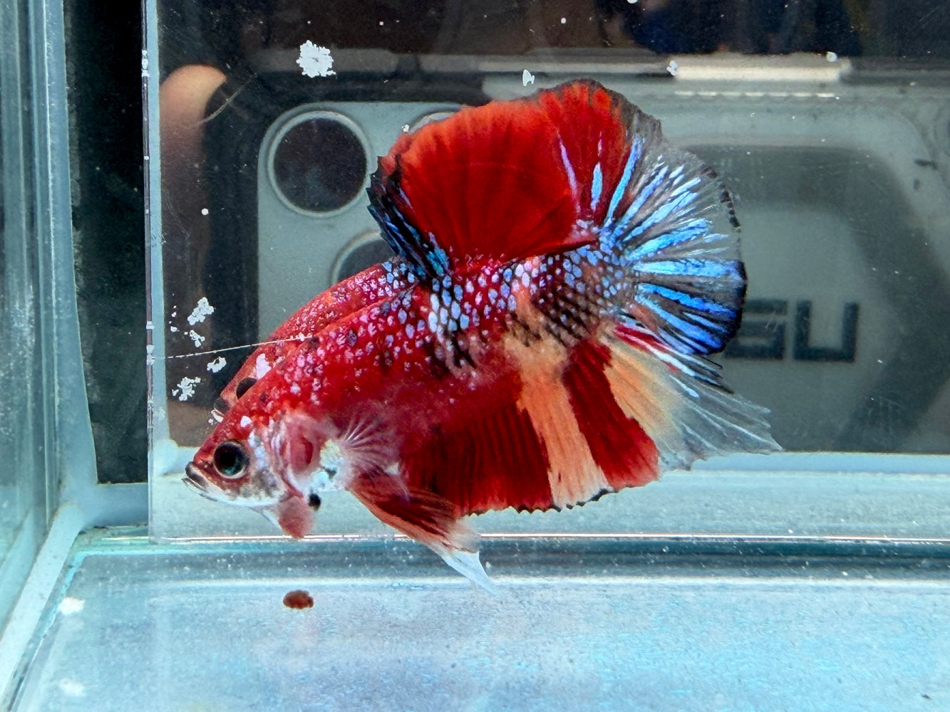 * Betta * HMPK (Actual Fish) #70
