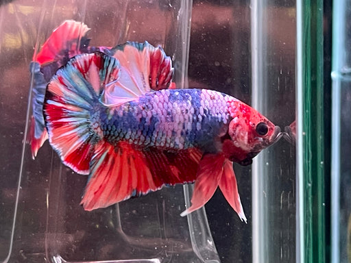 * Betta * Show Betta #B23 (Actual Fish)