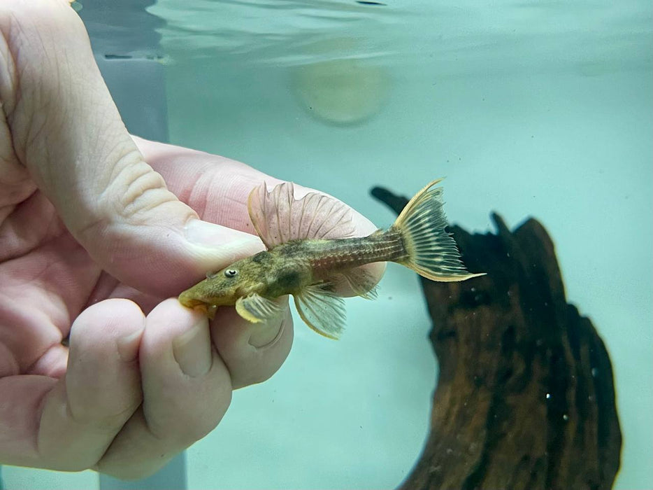 * Pleco *  Pseudacanthicus pirarara (L25) 6-8cm