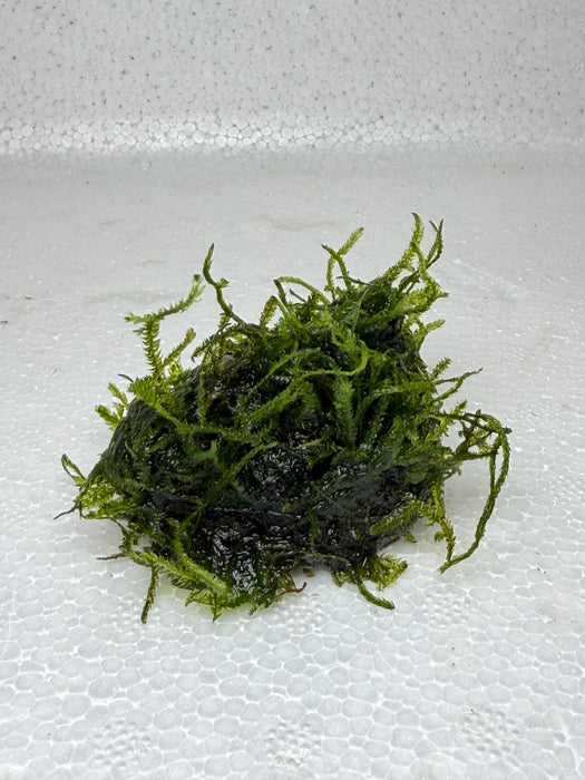 * Plants* Java Moss On Lava Rock(5cm)