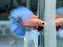 * Betta * Junior DTHM Doubletail Halfmoon (Actual Fish) #24