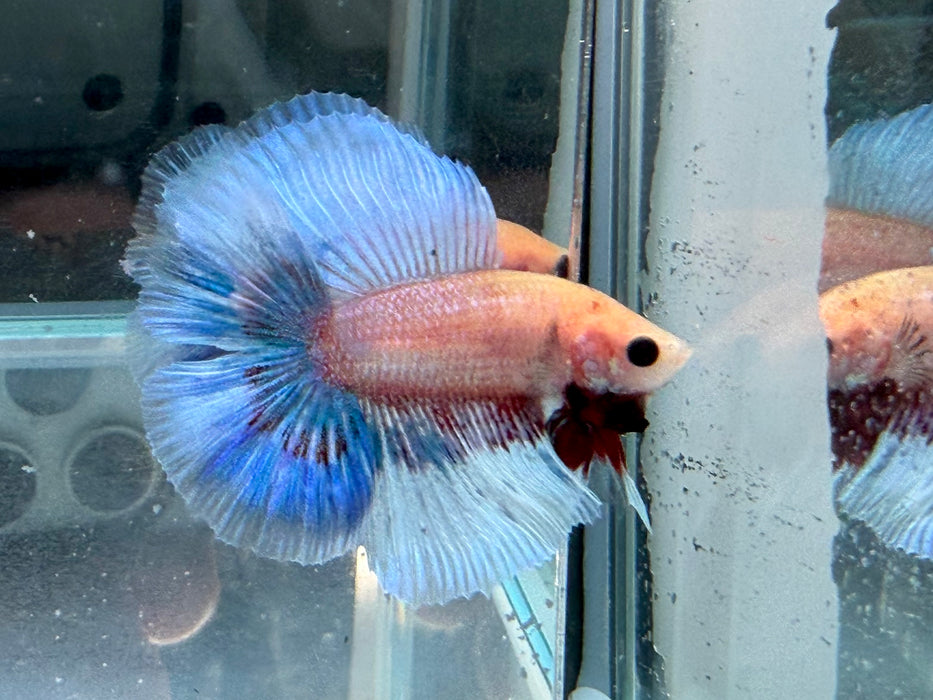 * Betta * Junior DTHM Doubletail Halfmoon (Actual Fish) #24