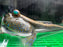 * Other Species * Asian Blue Mudskipper (Periopthalmus septemradiatus)