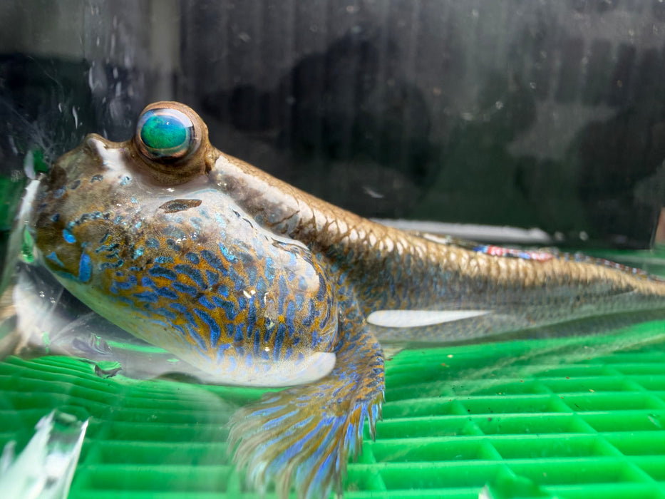 * Other Species * Asian Blue Mudskipper (Periopthalmus septemradiatus)
