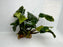 * Plants * Anubias Coffeefolia (Pot) (AA)