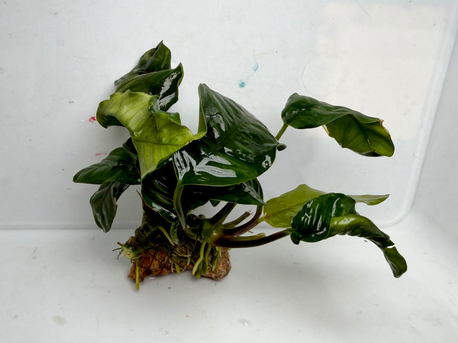 * Plants * Anubias Coffeefolia (Pot) (AA)