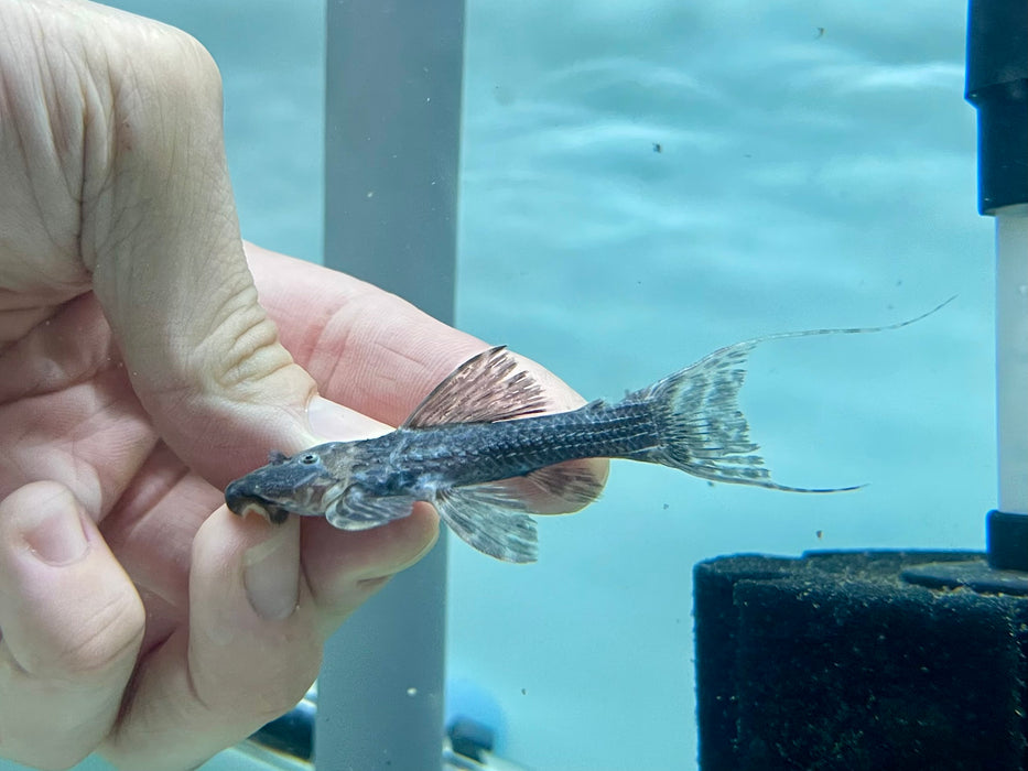 * Pleco *  Pseudacanthicus sp. (L64) 7-10cm