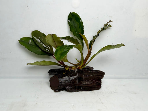 * Plants * Bucep sp. (Driftwood) (AA)