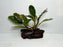 * Plants * Bucep sp. (Driftwood) (AA)