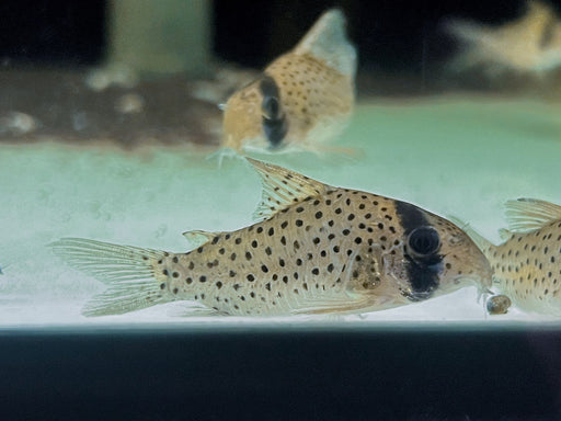 * Corydoras *  Hoplisoma cf. atropersonatus "Morocha"