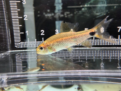 * Tetra/Barb  * Crenuchus spilurus “Peru Super Orange” (Orange Sailfin Tetra)