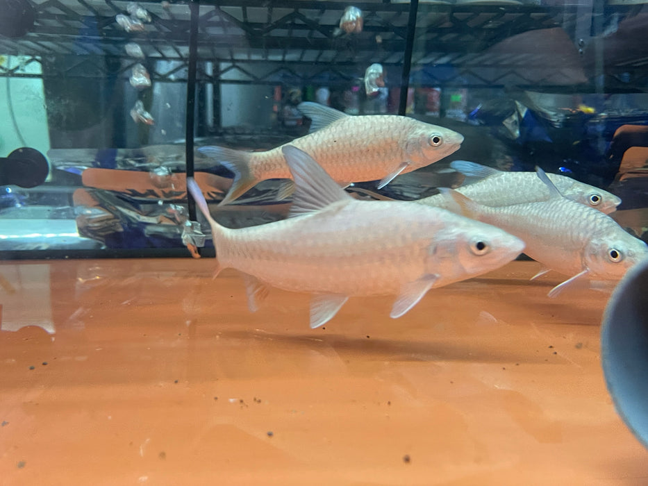 * Other Species * Labeobarbus sp. Malagarasi “Tanzania” (Rainbow Mahseer) 20-25cm