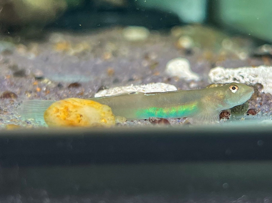 * Other Species * Lentipes ikeae (Blue belly Goby)